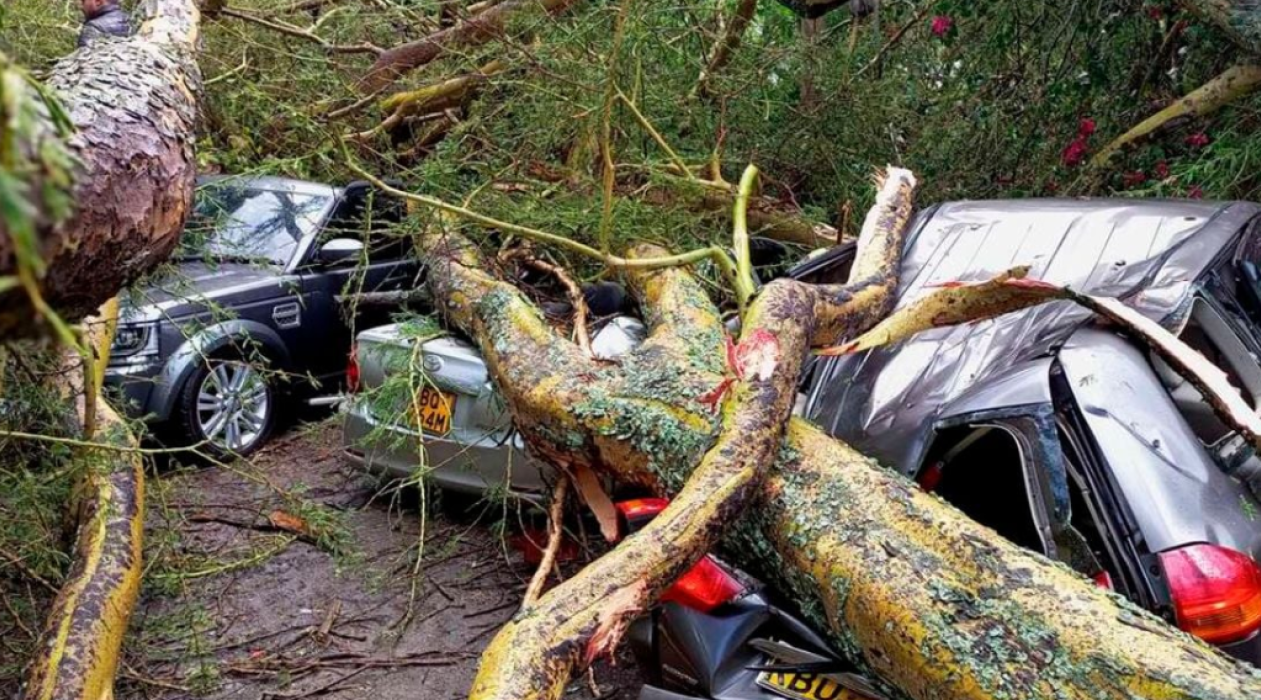 Why fever trees fall - fallen fever tree causing property damage
